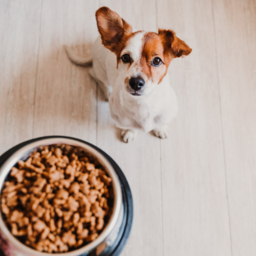 Benefícios do PlaqueOff na Saúde Preventiva dos Pets: Um Guia Completo