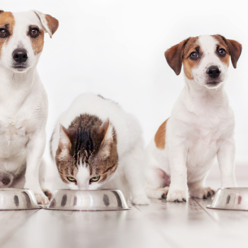 Nutrição Avançada para Pets: Benefícios dos Alimentos Super Premium